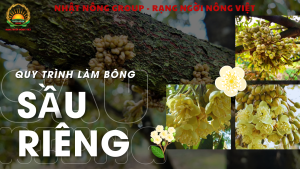 Quy trình làm bông sầu riêng mùa thuận Từ A - Â