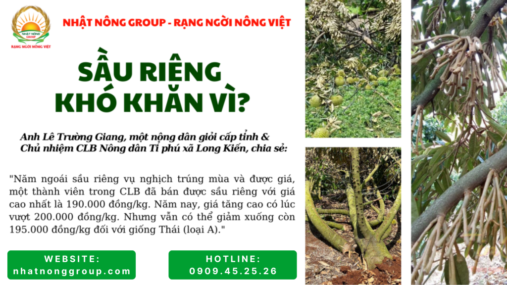 Sầu riêng nghịch vụ mất mùa gặp khó khăn vì điều kiện thời tiết bất lợi