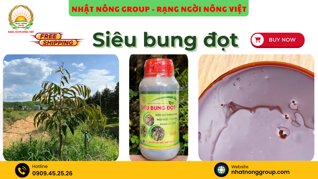 Siêu bung đọt, kéo vọt đọt sầu riêng cực kỳ hiệu quả