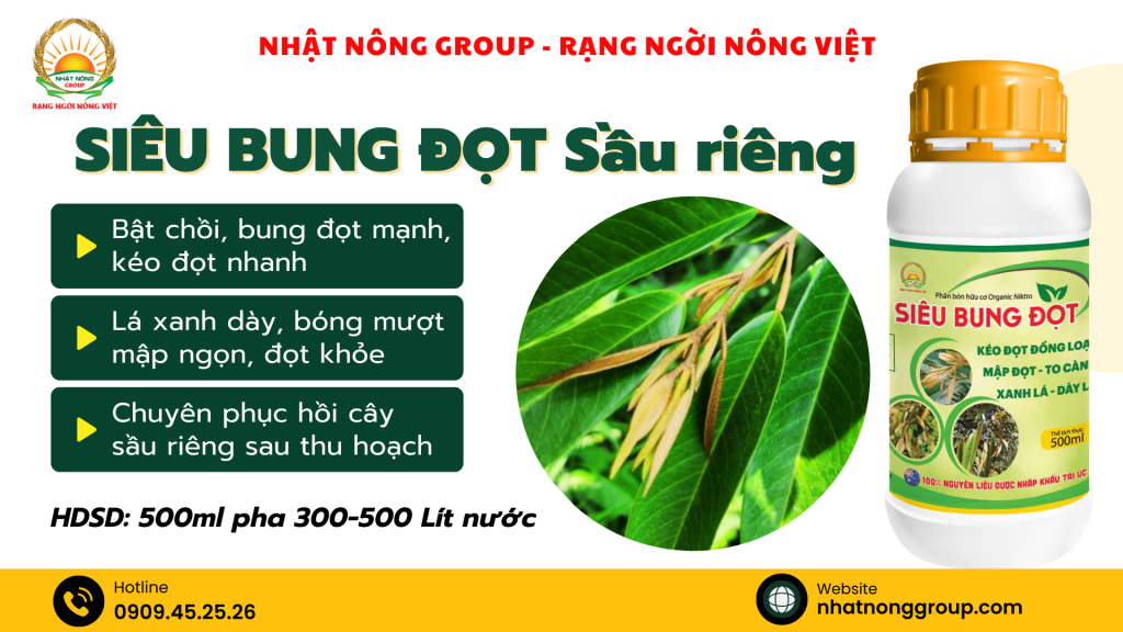 Siêu bung đọt sầu riêng