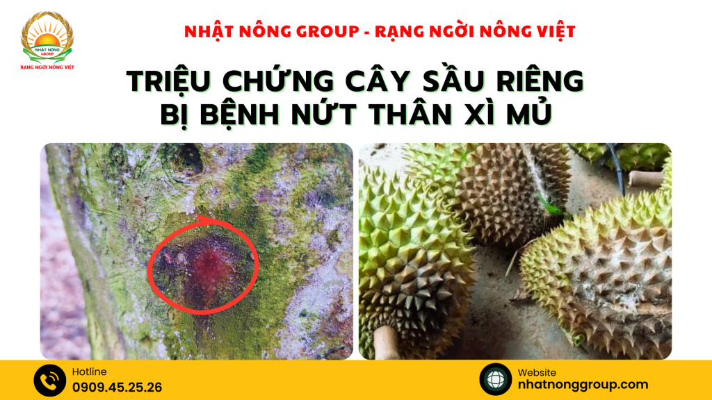 Triệu chứng cây sầu riêng bị bệnh nứt thân xì mủ