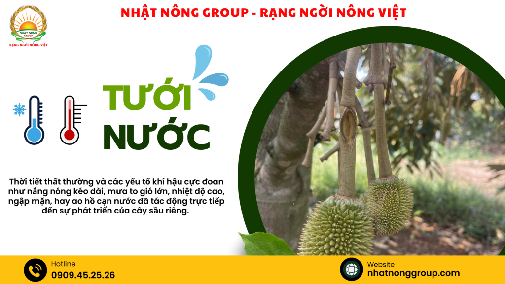 tưới nước cho sầu riêng giai đoạn nuôi trái