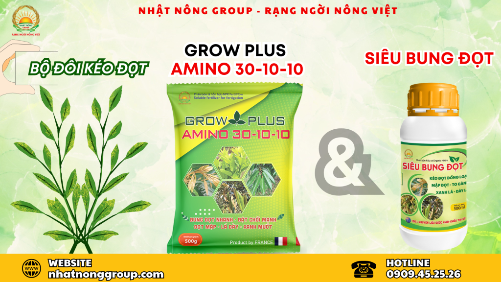 Bộ đôi kéo đọt, dưỡng lá sầu riêng