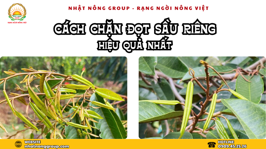 Chặn đọt sầu riêng