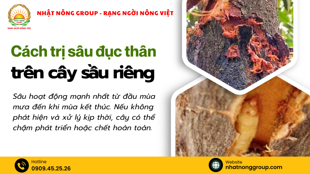 Cách trị sâu đục thân trên cây sầu riêng