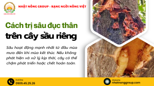 Cách trị sâu đục thân trên cây sầu riêng