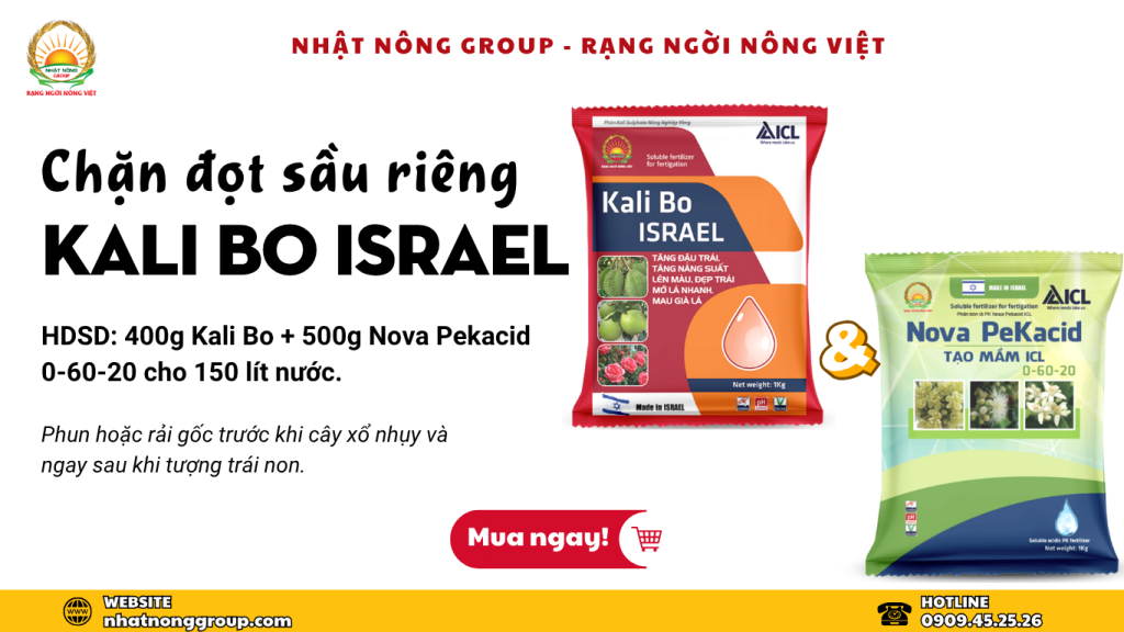 Chặn đọt sầu riêng bằng Kali Bo