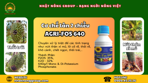 Cơ chế lân 2 chiều Agri-fos 640 tuyệt chiêu phòng ngừa thối trái sầu riêng