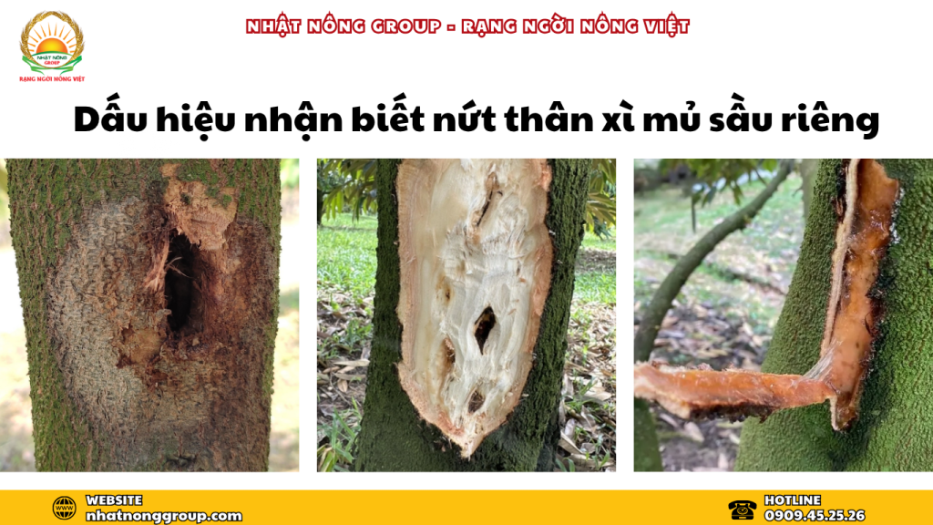 Dấu hiệu nhận biết nứt thân xì mủ sầu riêng