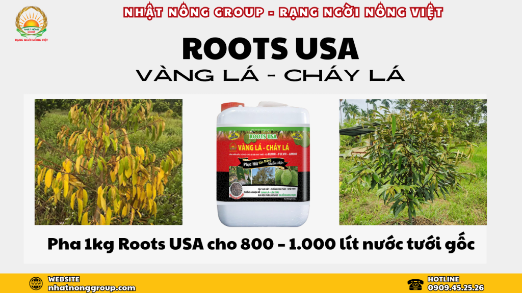 Roots USA Vàng lá - Cháy lá