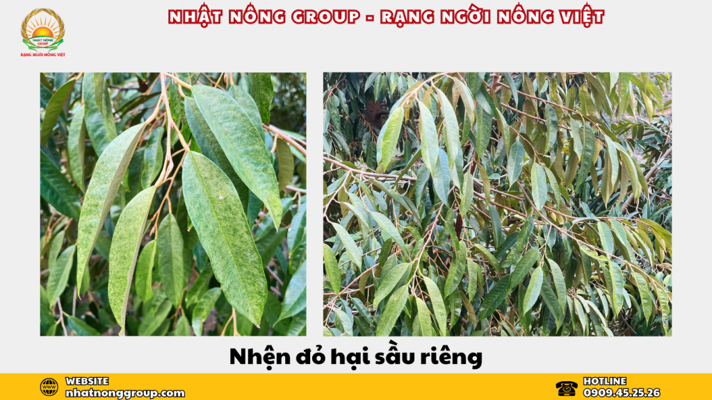 Nhện đỏ