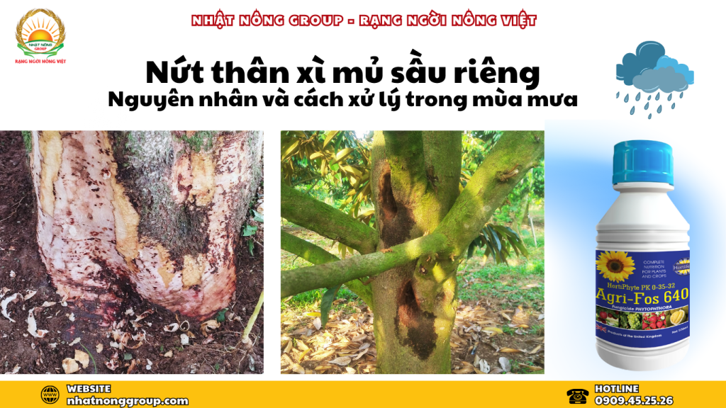 Nứt thân xỉ mủ
