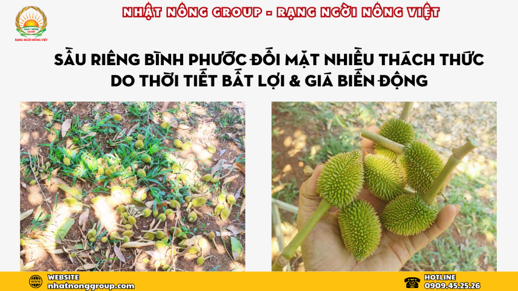 sầu riêng Bình Phước