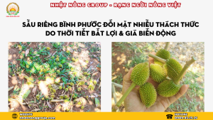 sầu riêng Bình Phước