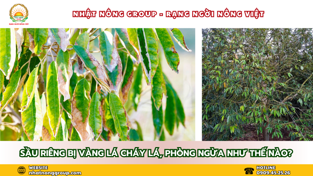 Vàng lá sầu riêng