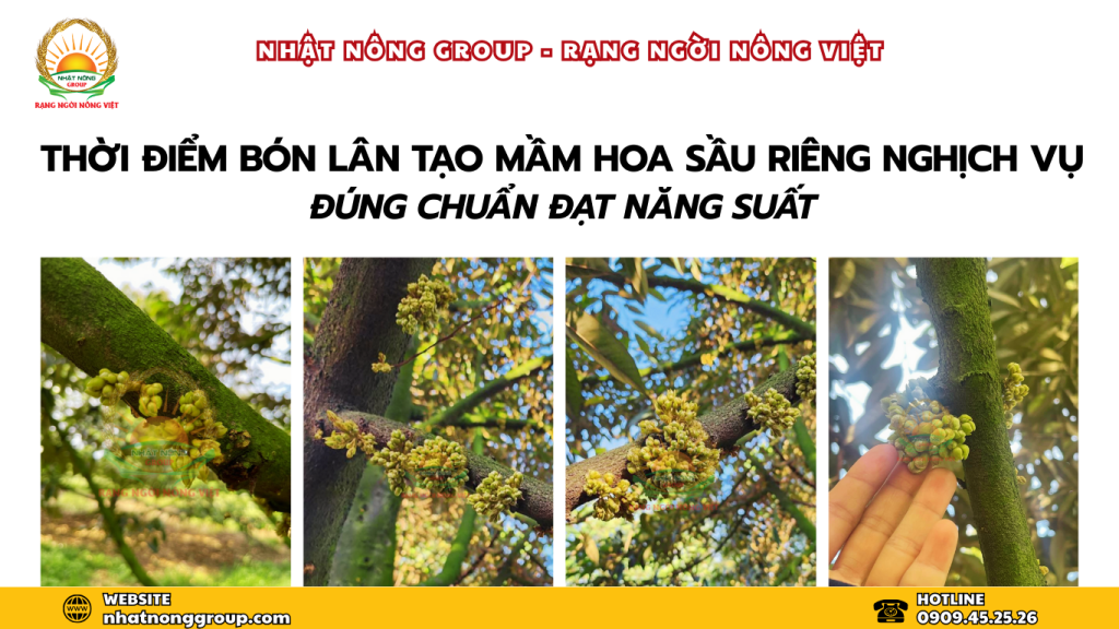 Thời điểm tạo mầm hoa sầu riêng