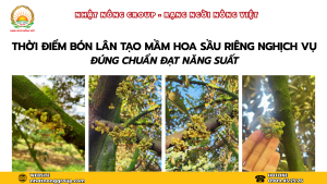 Thời điểm tạo mầm hoa sầu riêng