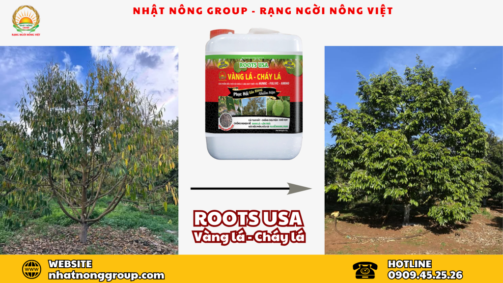 Top 5 thuốc kích rễ hiệu quả nhất hiện nay: ROOTS USA Vàng lá - Cháy