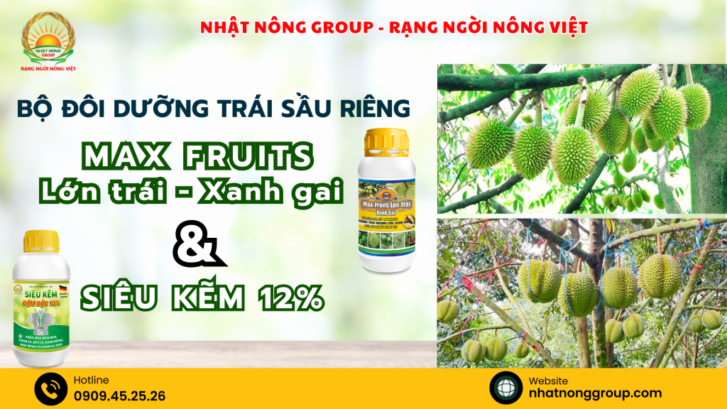 Bộ đôi dưỡng trái sầu riêng lớn nhanh, xanh gai
