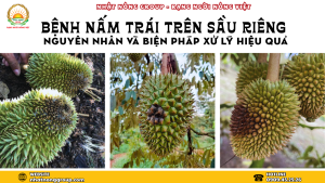 Nấm trái sầu riêng