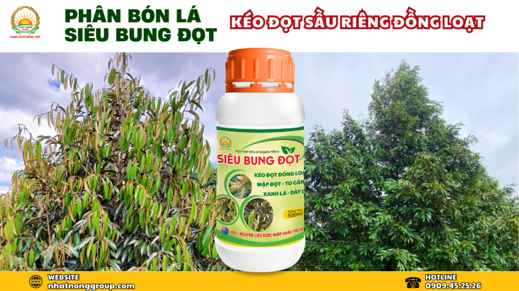 Phân bón Siêu Bung Đọt, kéo đọt sầu riêng đồng loạt