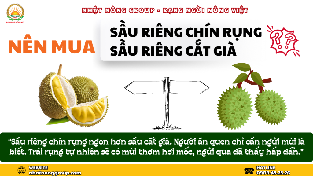 Nên mua sầu riêng chín rụng hay cắt già?