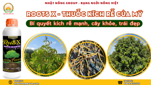 Roots X bí quyết kích rễ mạnh, cây khỏe, trái đẹp