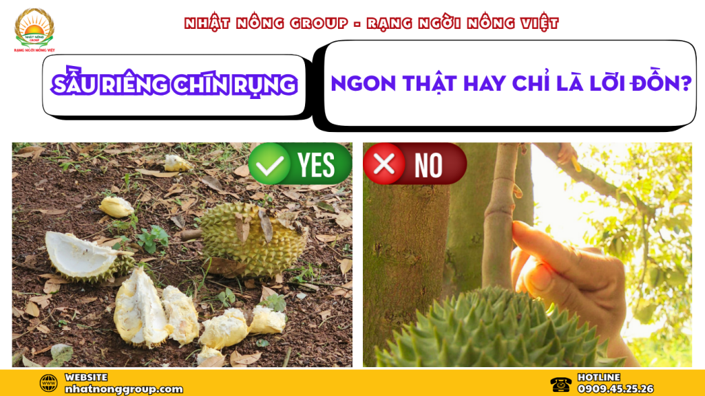 Mua sầu riêng tại vườn