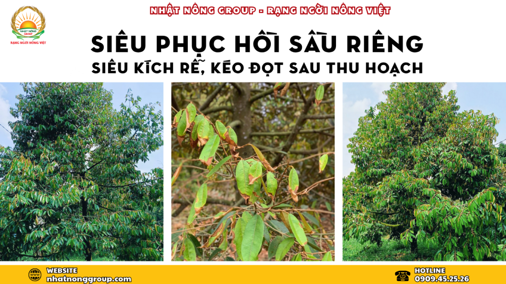 siêu phục hồi