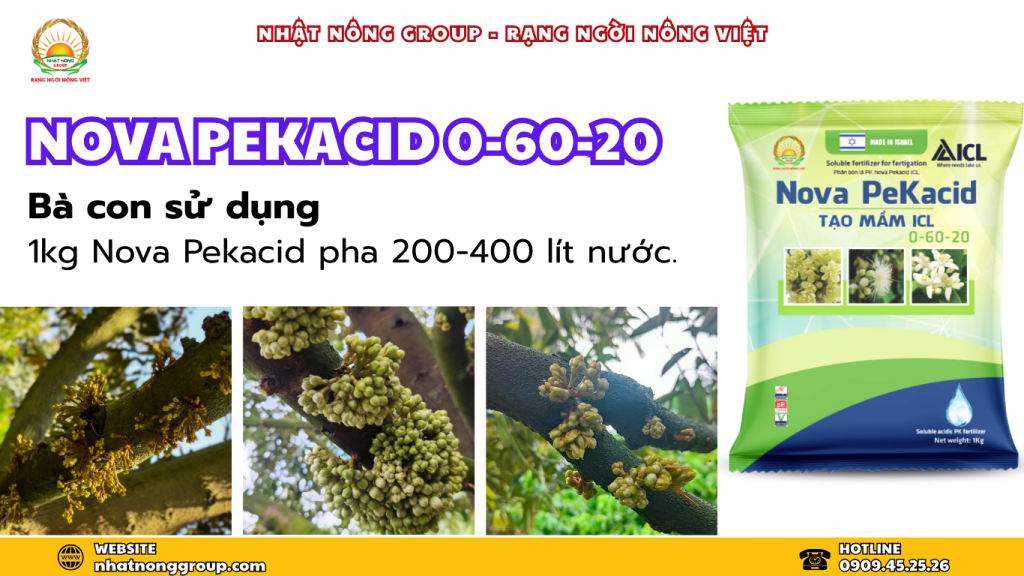 Nova Pekacid 0-60-20 chuyên tạo mầm hoa sầu riêng