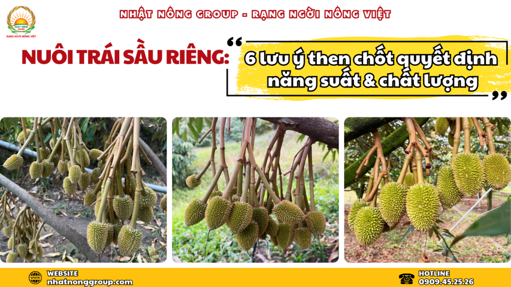 Nuôi trái sầu riêng
