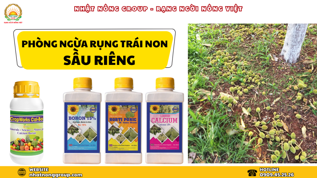 Sầu riêng rụng trái non - Phòng ngừa như thế nào?