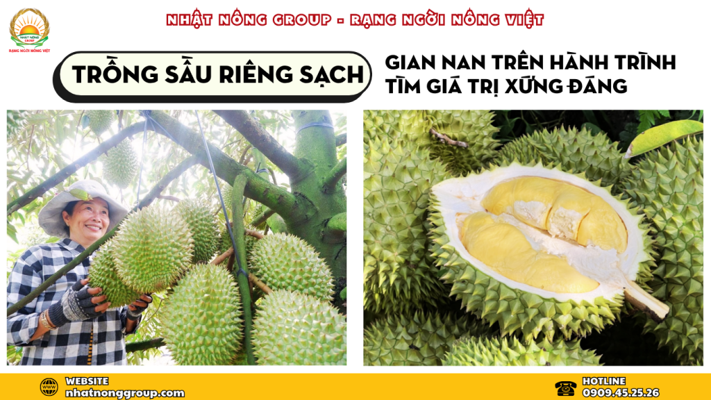 Trồng sầu riêng Sạch – gian nan trên hành trình tìm giá trị xứng đáng