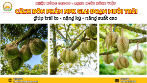 Cách bón phân NPK giai đoạn nuôi trái giúp trái to – nặng ký – năng suất cao