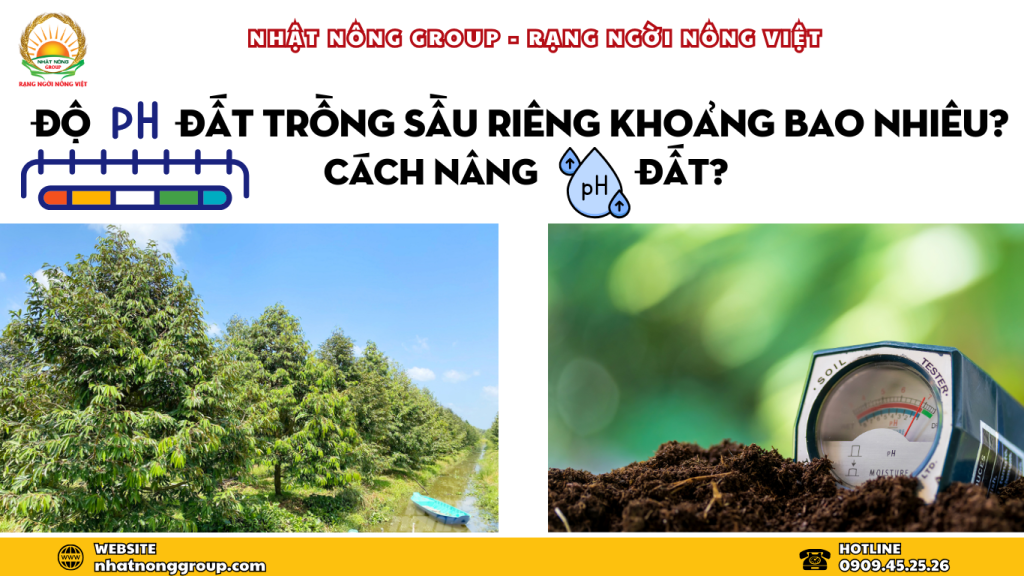 Độ pH đất trồng sầu riêng khoảng bao nhiêu? Cách nâng pH đất?