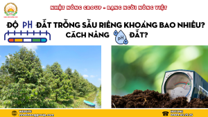 Độ pH đất trồng sầu riêng khoảng bao nhiêu? Cách nâng pH đất?