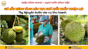 Giá sầu riêng