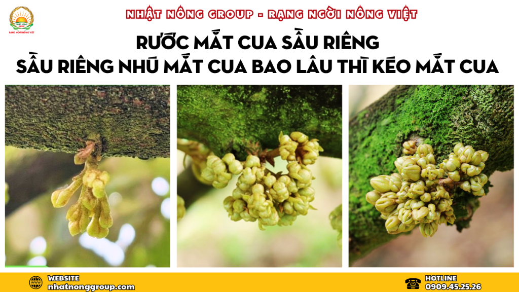 rước mắt cua sầu riêng sáng & khỏe