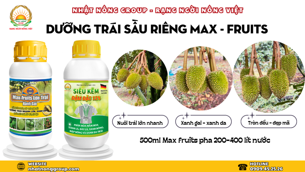 Dưỡng trái sầu riêng lớn nhanh - tròn đều