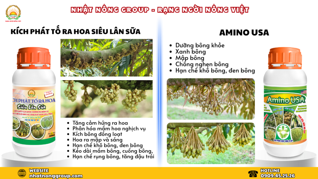 Kéo mắt cua sầu riêng