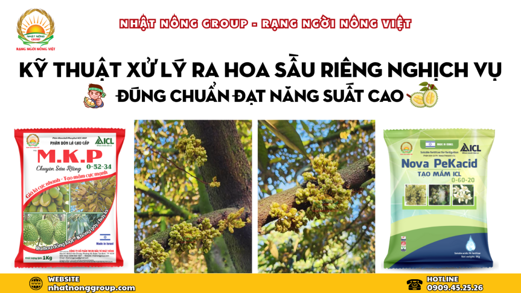 quy trình xử lý ra hoa sầu riêng nghịch vụ