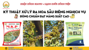 quy trình xử lý ra hoa sầu riêng nghịch vụ