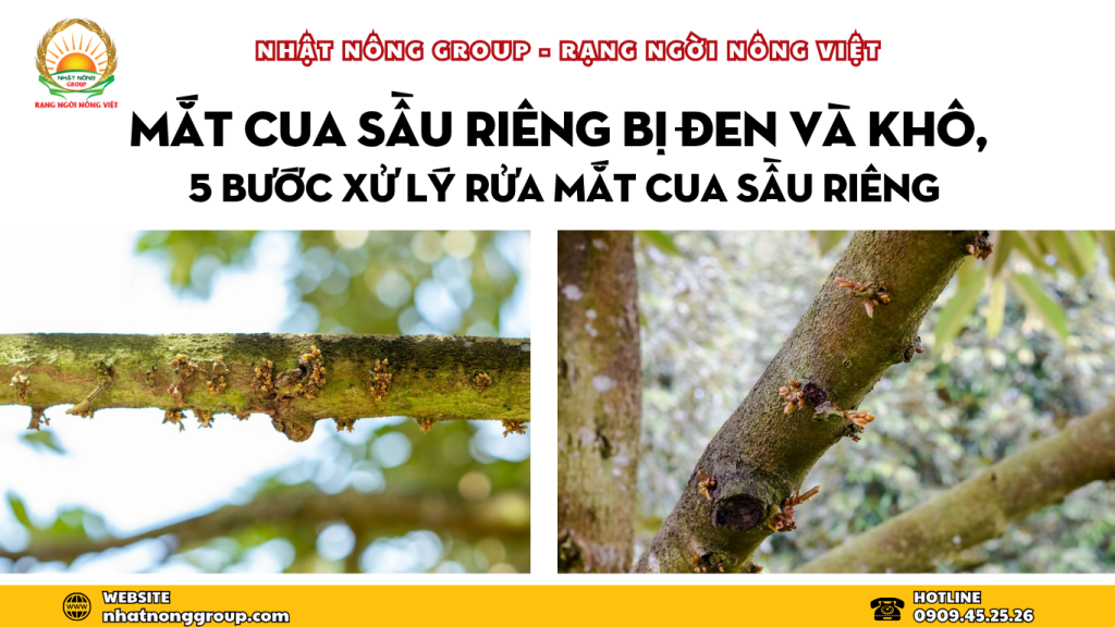 Mắt cua sầu riêng bị đen và khô, 5 bước xử lý rửa mắt cua sầu riêng