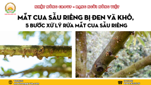 Mắt cua sầu riêng bị đen và khô, 5 bước xử lý rửa mắt cua sầu riêng