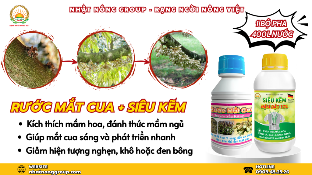 Bộ đôi rước mắt cua sầu riêng sáng - mập - khỏe