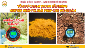 Tồn dư Cadimi trong sầu riêng nguyên nhân và giải pháp cho nông dân