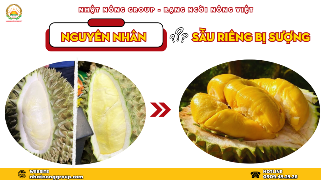 Nguyên nhân sầu riêng bị sượng