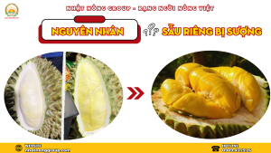 Nguyên nhân sầu riêng bị sượng