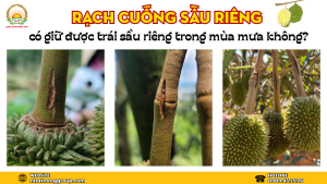rạch cuống sầu riêng có tác dụng gì?