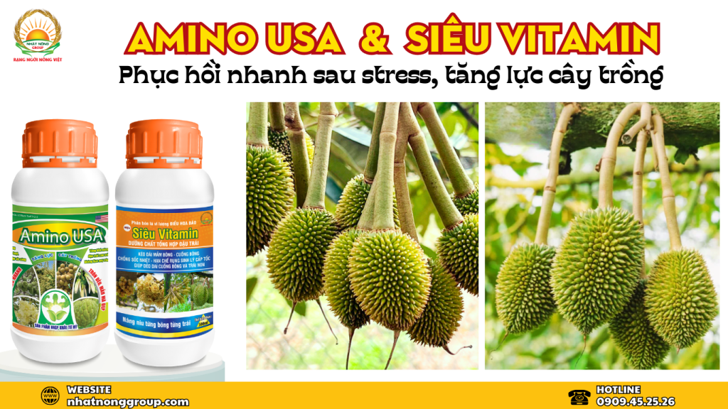 Amino USA & Siêu Vitamin tăng lực cây trồng trong giai đoạn nuôi trái sầu riêng